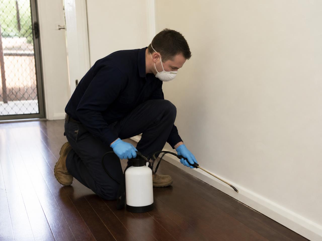 Technician treating skirting boards in an empty rental property
